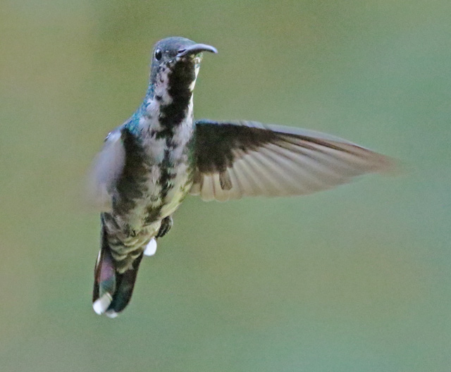 Green-breasted Mango