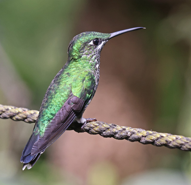 Green-crowned Brilliant