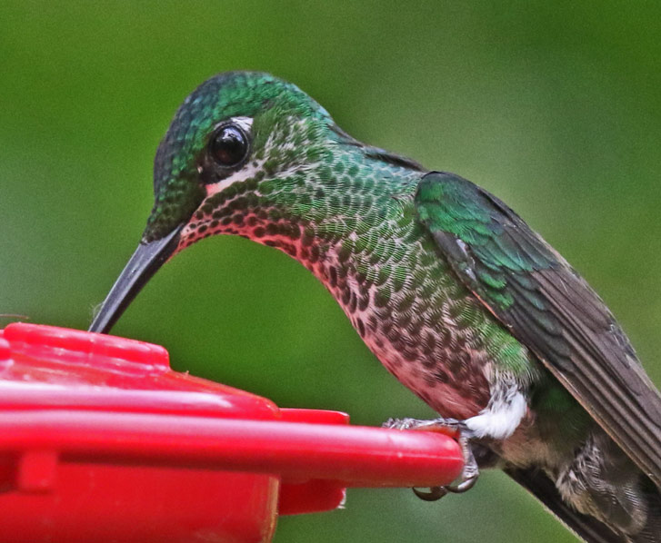Green-crowned brilliant