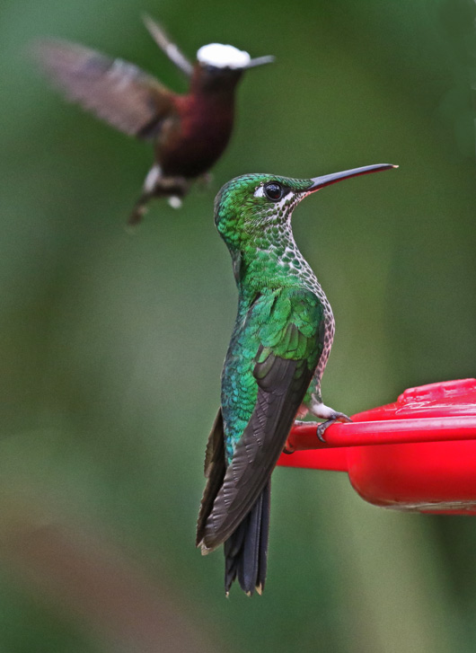 Green-crowned brilliant