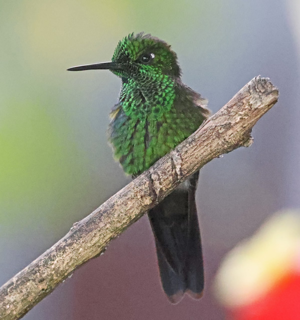 Green-crowned Brilliant