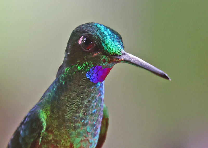 Green-crowned Brilliant