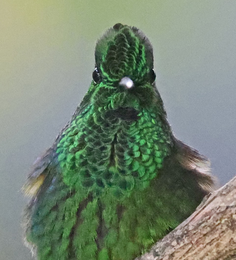 Green-crowned Brilliant