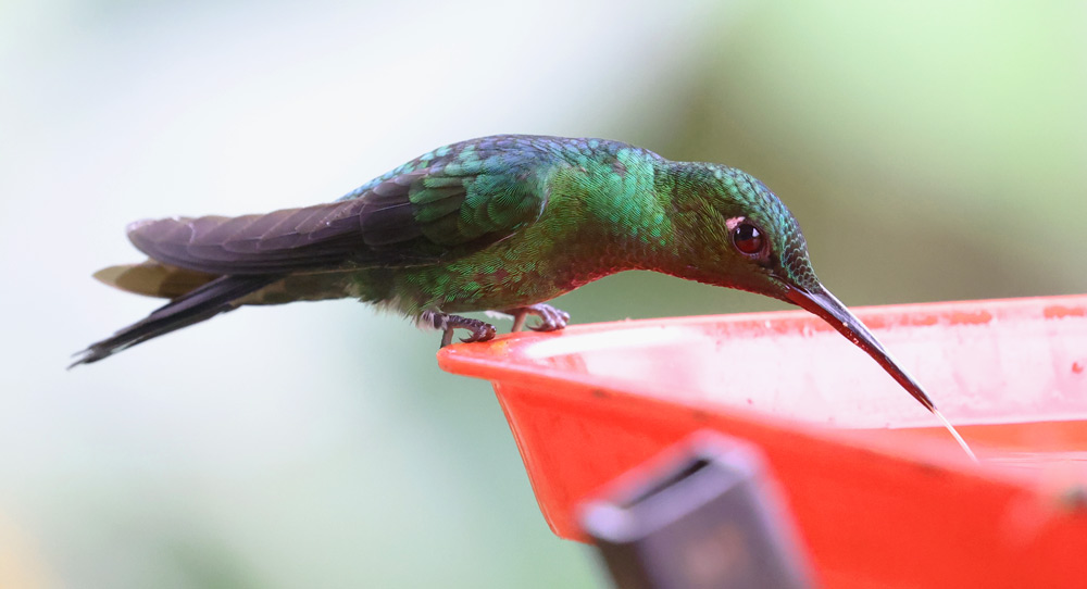 Green-crowned Brilliant