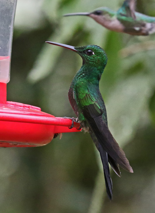 Green-crowned brilliant