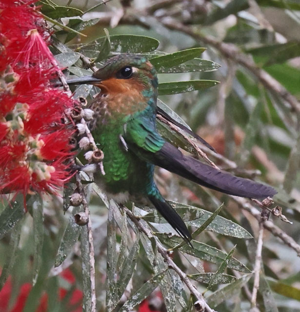 Green-crowned Brilliant