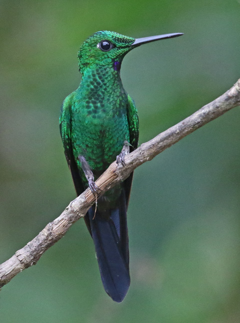 Green-crowned brilliant