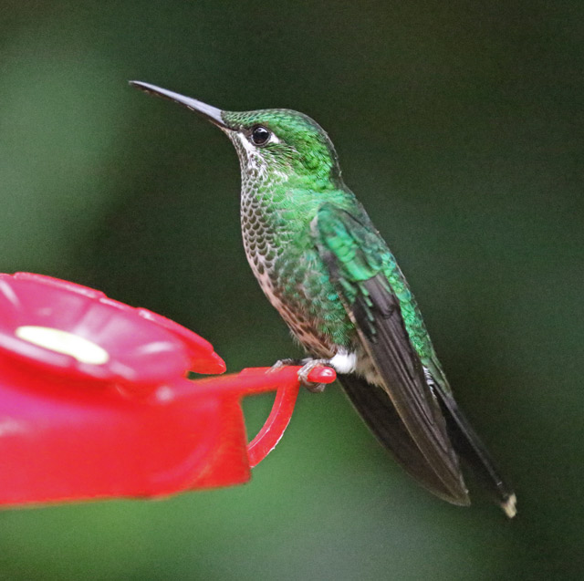 Green-crowned brilliant