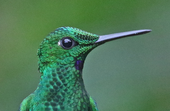 Green-crowned brilliant