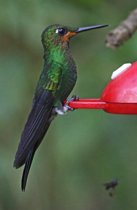 Green-crowned brilliant