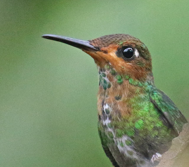 Green-crowned brilliant