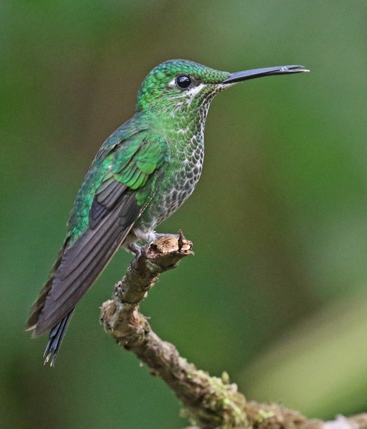 Green-crowned brilliant