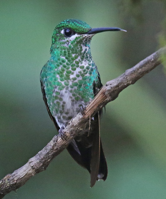 Green-crowned brilliant