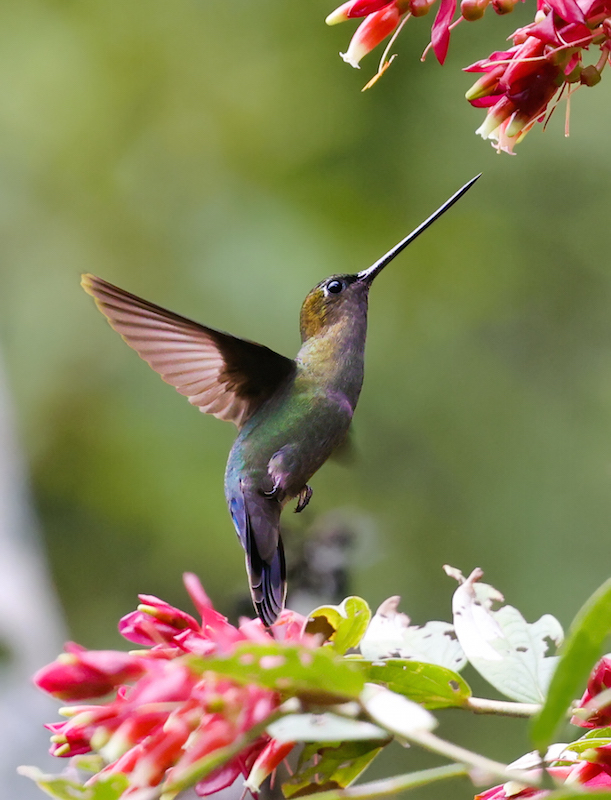 Green-fronted Lancebill