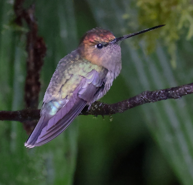 Green-fronted Lancebill