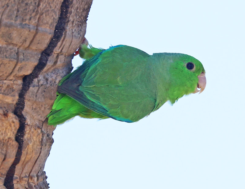 Green-rumped Parrotlet