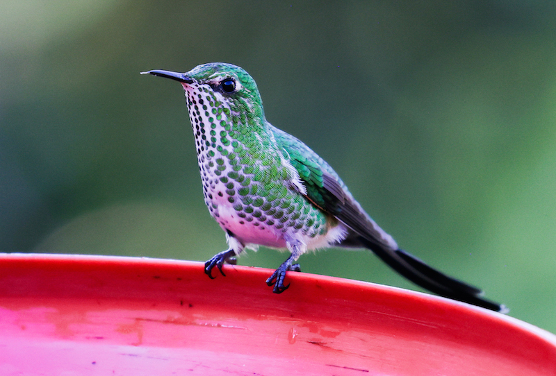 Green-tailed Trainbearer