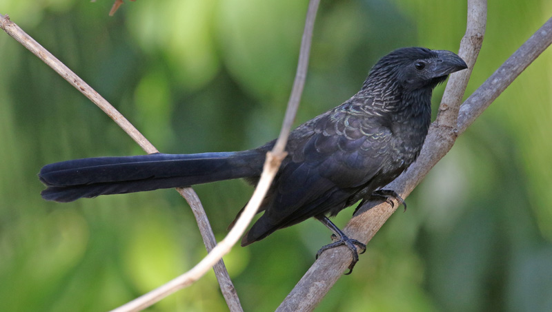 Groove-billed Ani