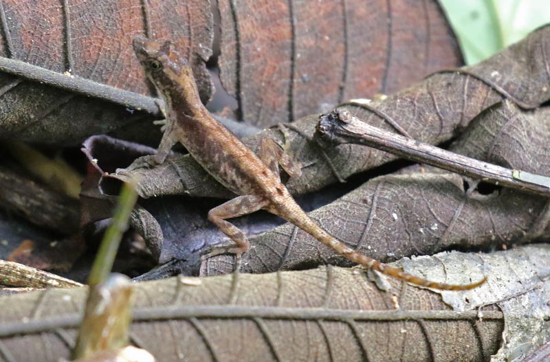 Ground Anole Lizard