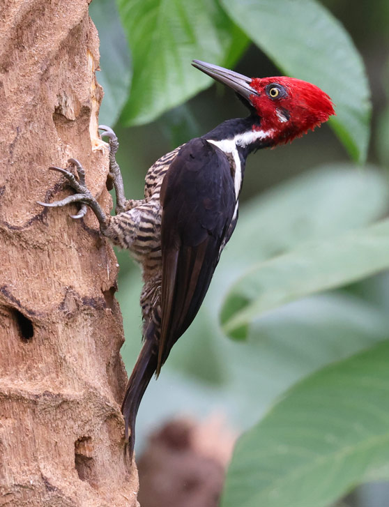 Guayaquil Woodpecker