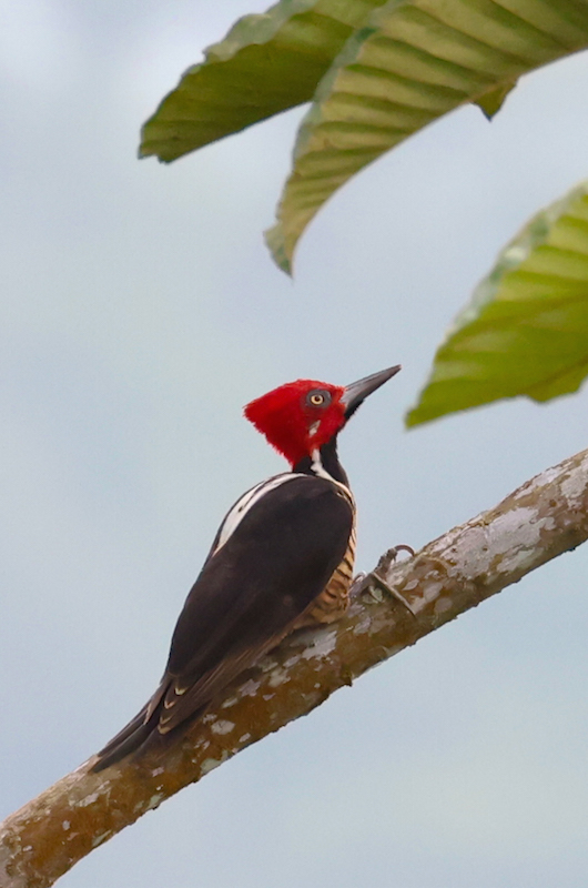 Guayaquil Woodpecker