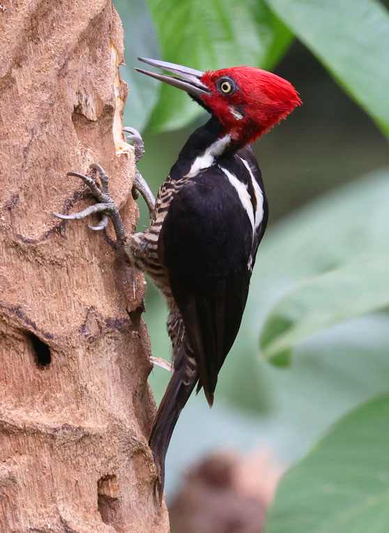 Guayaquil Woodpecker