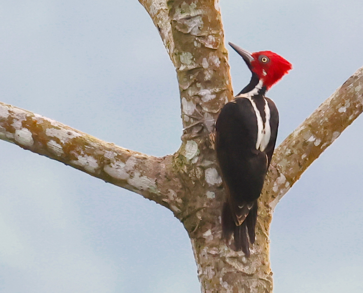 Guayaquil Woodpecker