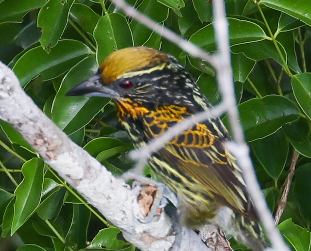 Guilded Barbet