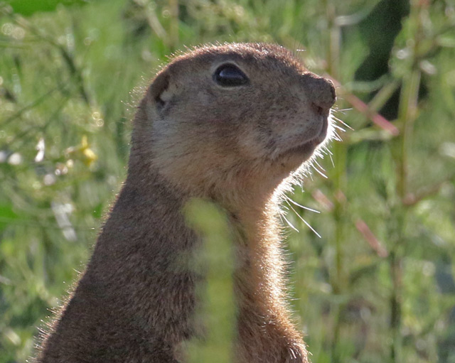 Gunnison Prairie Dog