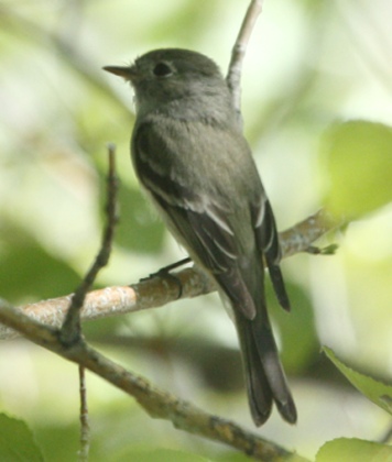 Hammond's Flycatcher photo #2