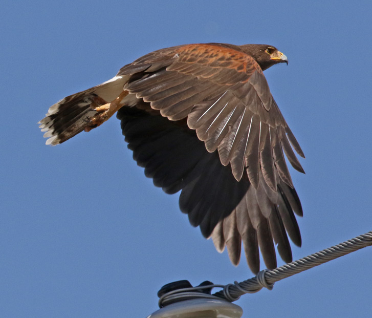 Harris's Hawk