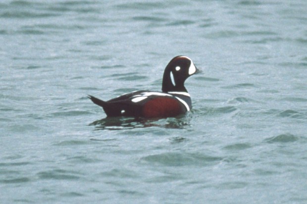Harlequin Duck photo #2