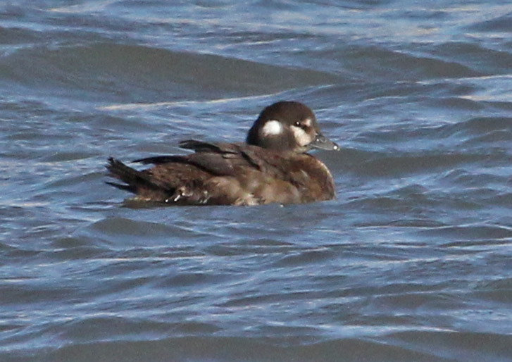Harlequin Duck