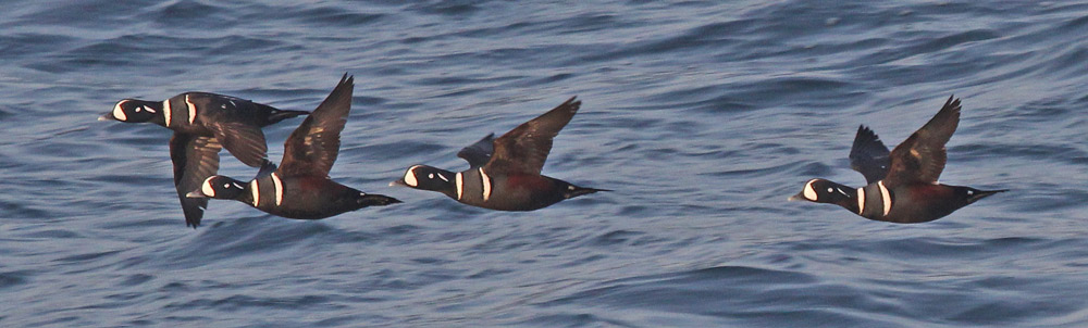 Harlequin Duck