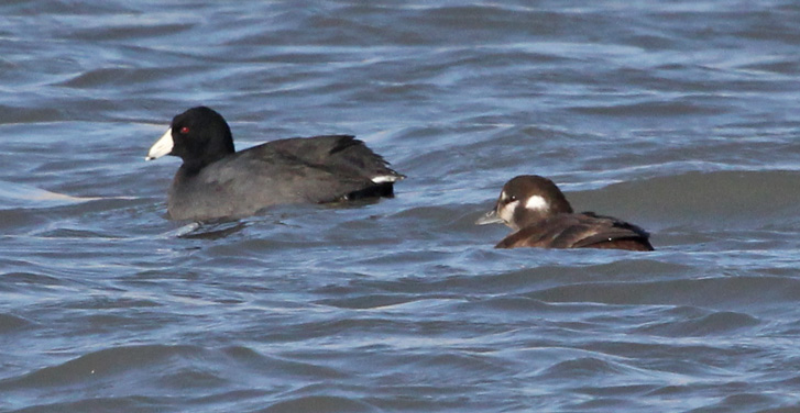Harlequin Duck