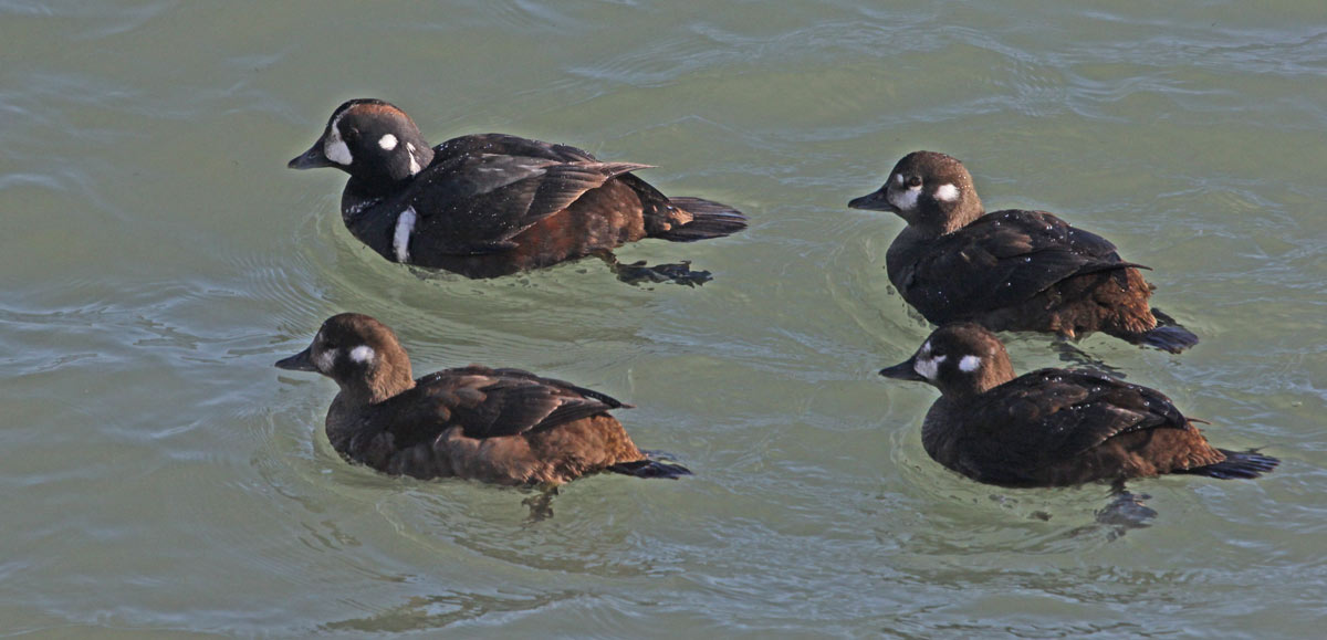 Harlequin Duck photo #3