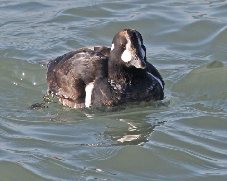 Harlequin Duck photo #2