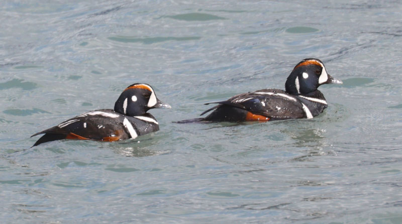 Harlequin Duck