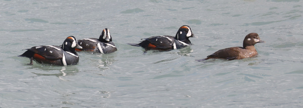 Harlequin Duck