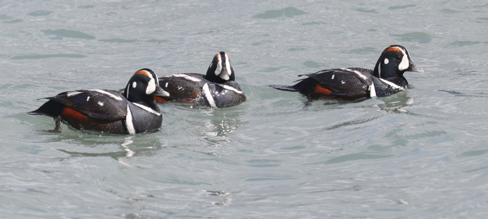 Harlequin Duck