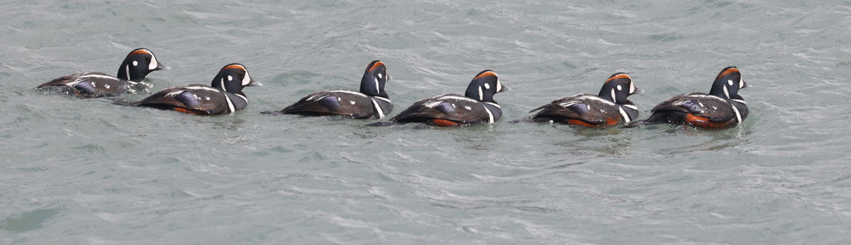 Harlequin Duck