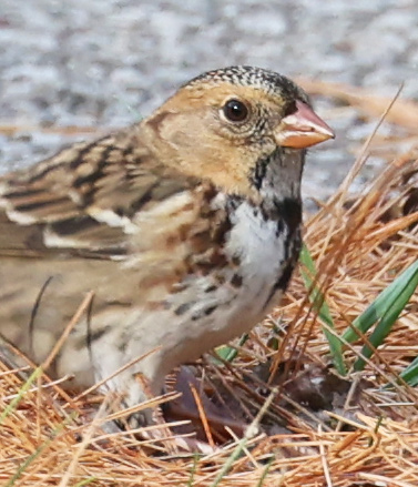 Harris's Sparrow (immature)