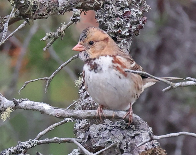 Harris's Sparrow (immature)