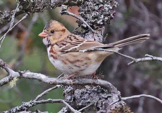 Harris's Sparrow (immature)