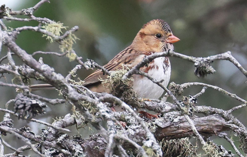 Harris's Sparrow (immature)