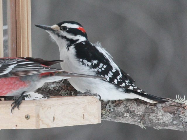 Hairy Woodpecker photo #2