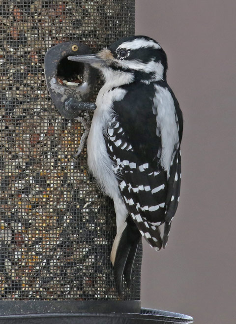Hairy Woodpecker
