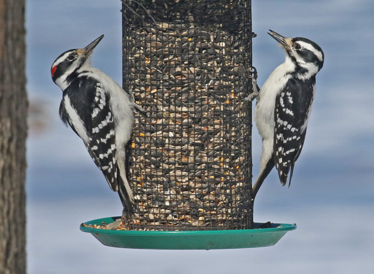 Hairy Woodpecker