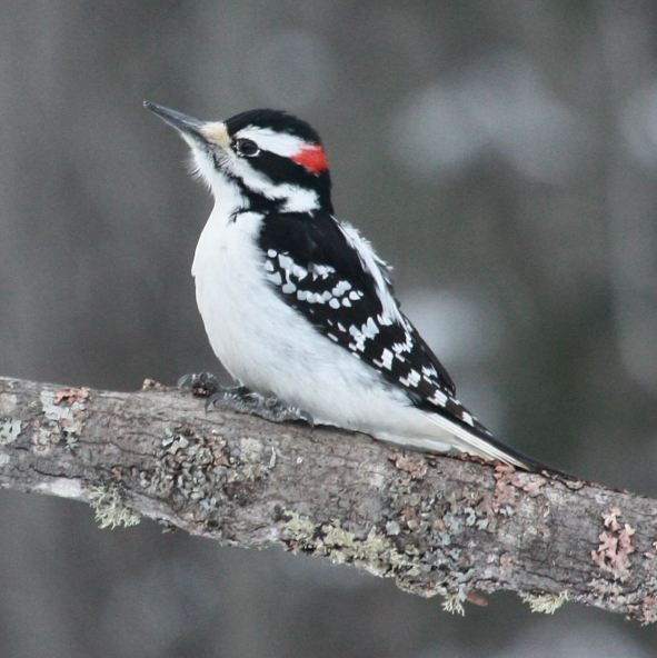 Hairy Woodpecker photo #1