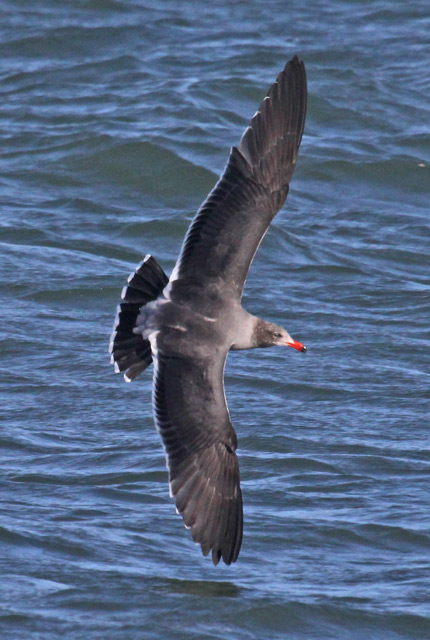 Heermann's Gull